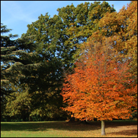 A tree with autnum colours amongst other lush, green trees under a blue sky with wispy clouds.